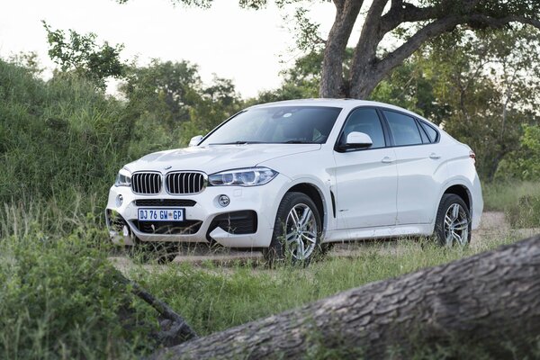 Blanc BMW sport dans les bois