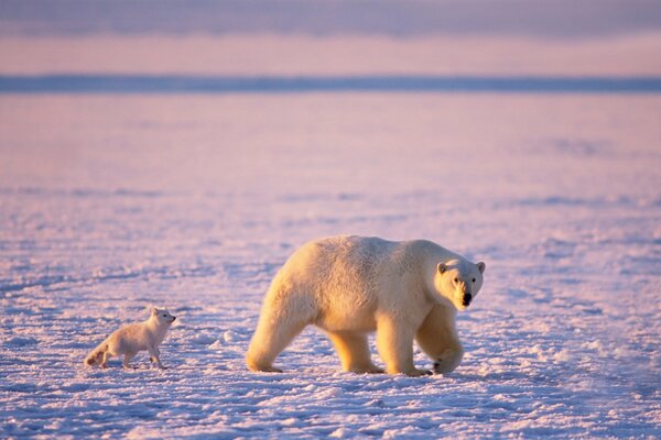 Ours polaire et renard Arctique sur fond de neige
