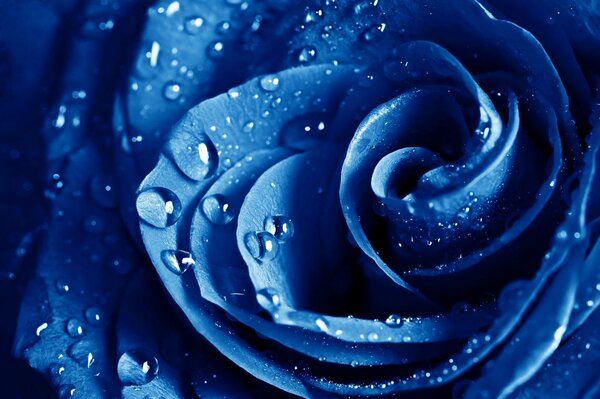 Rose bleue après la pluie
