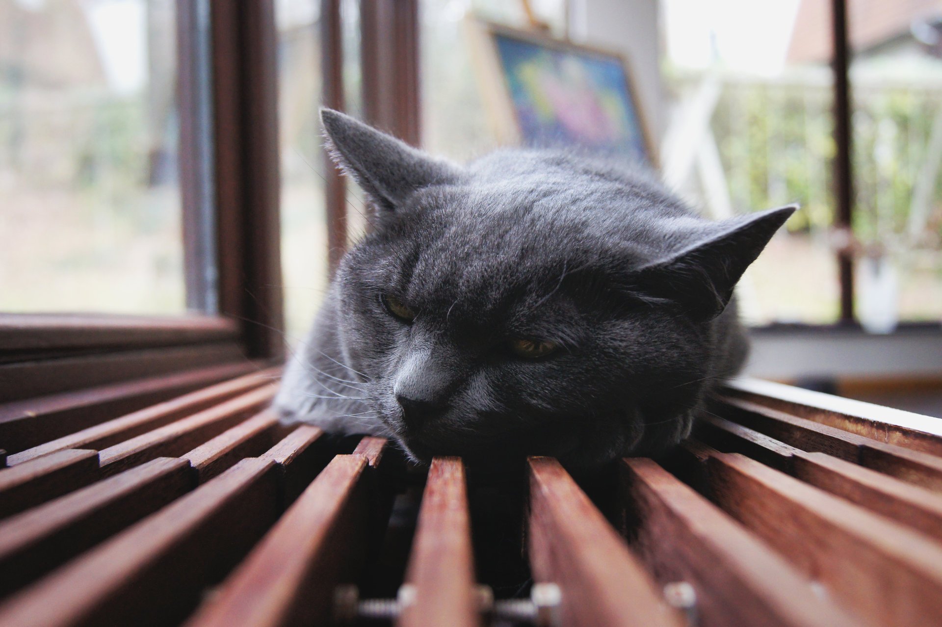 ment chats oreilles repos désir animaux félin kis-kis-miaou-miaou