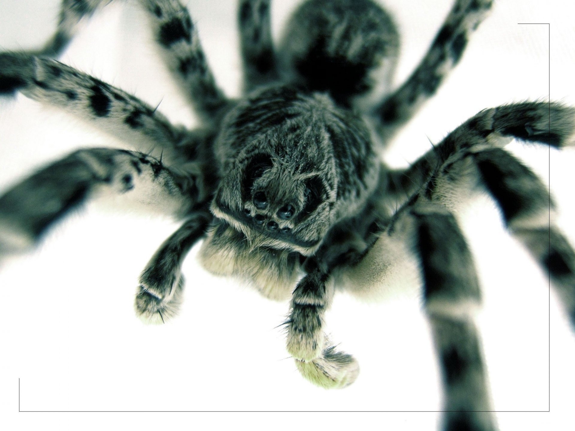 araignée pattes duveteuses museau mignon insectes animaux
