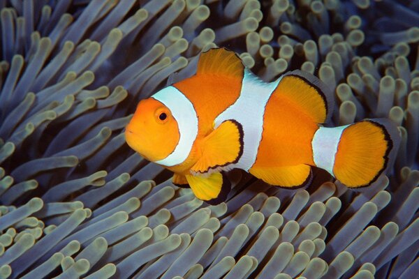 Poisson clown parmi les algues