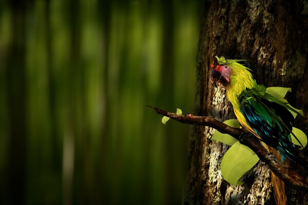 Perroquet assis sur une branche avec un Coléoptère
