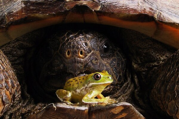 Une grande tortue en carapace regarde un crapaud
