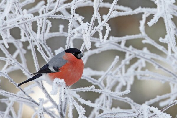 Bouvreuil sur une branche. Hiver neigeux