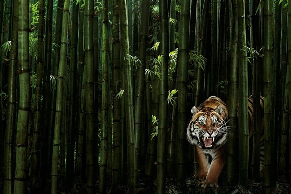 Tigre sortant des fourrés de bambou