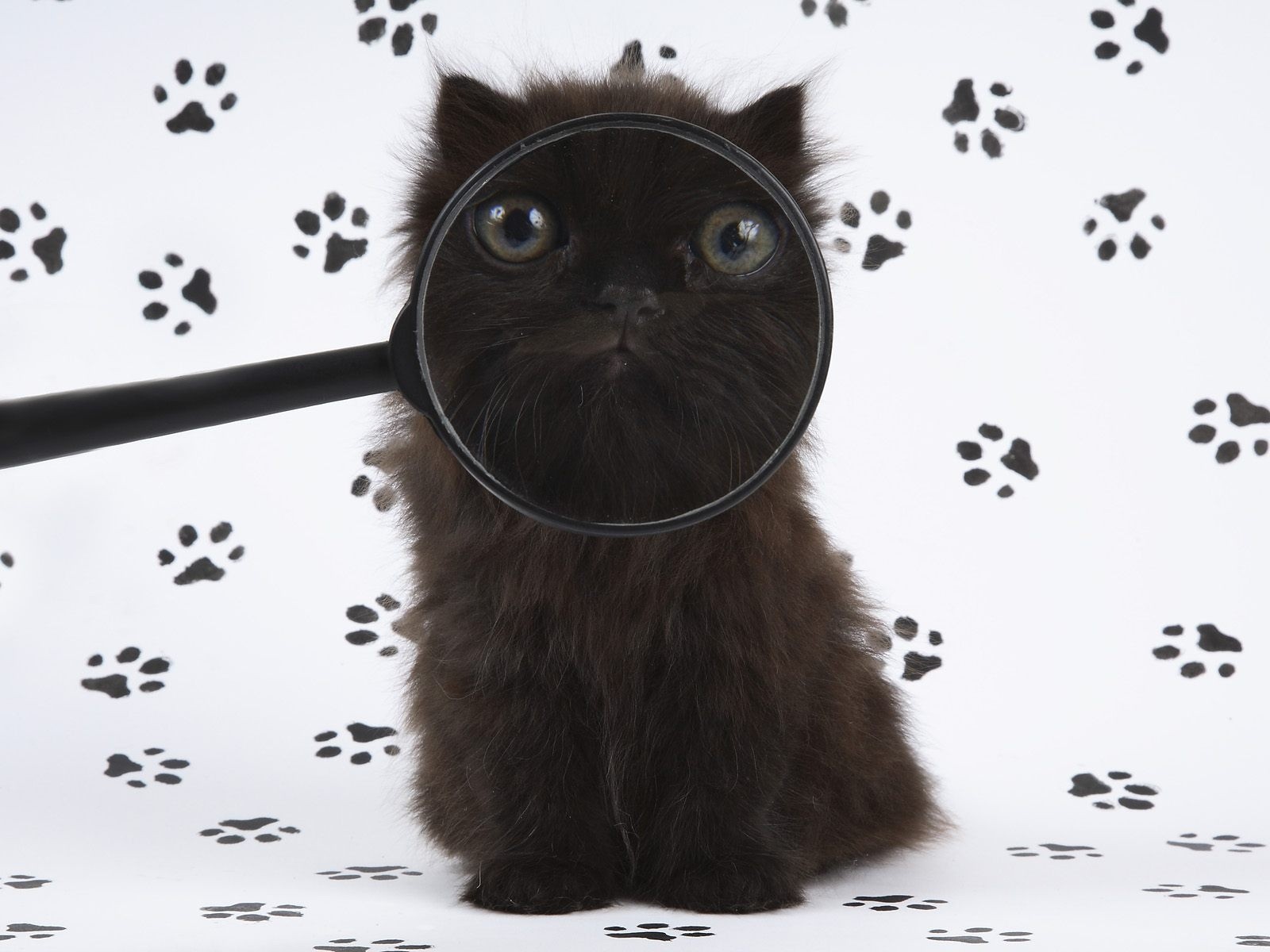 chaton humour loupe traces