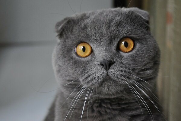 Joli regard de chat plié