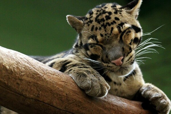 Bébé léopard se trouve sur un arbre