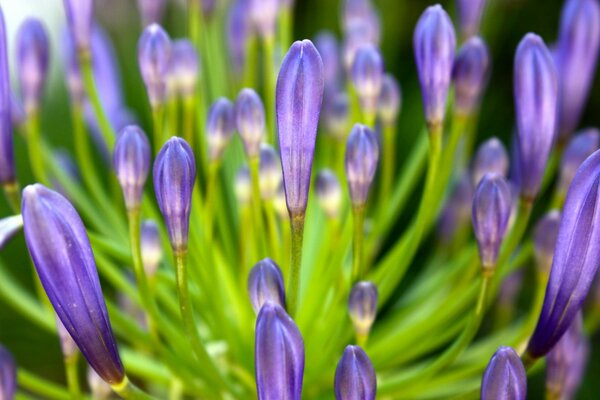 Pétales lilas de fleurs en fleurs