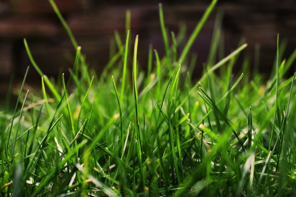 Miuro greens dans la rue