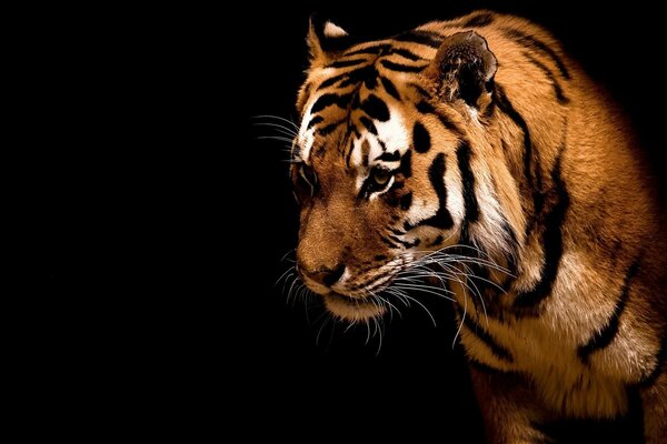 Tigre avec un regard prédateur sur fond noir
