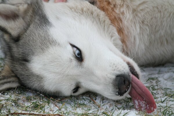Husky s amuse dans la neige