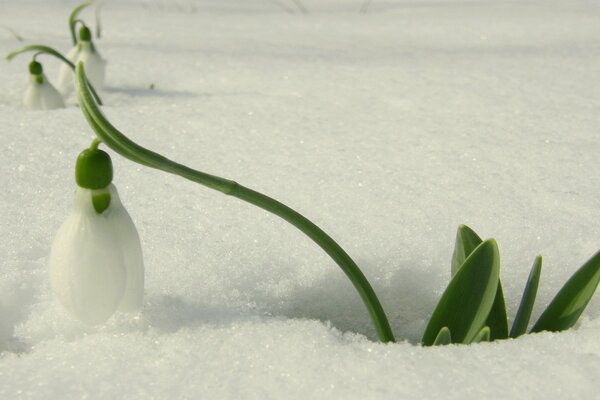 Muguet qui traverse la neige au printemps