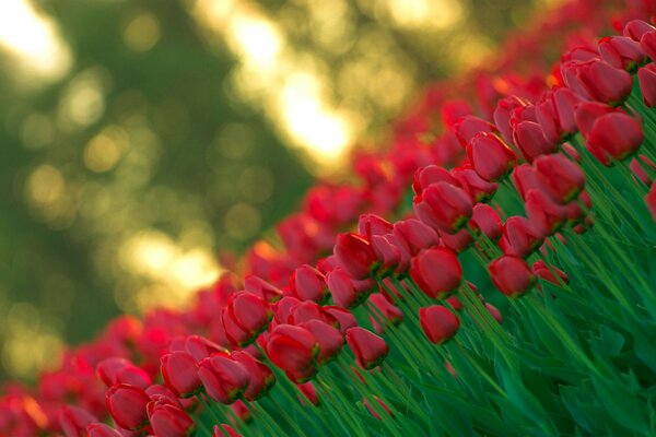 Beaucoup de tulipes rouges avec fond flou