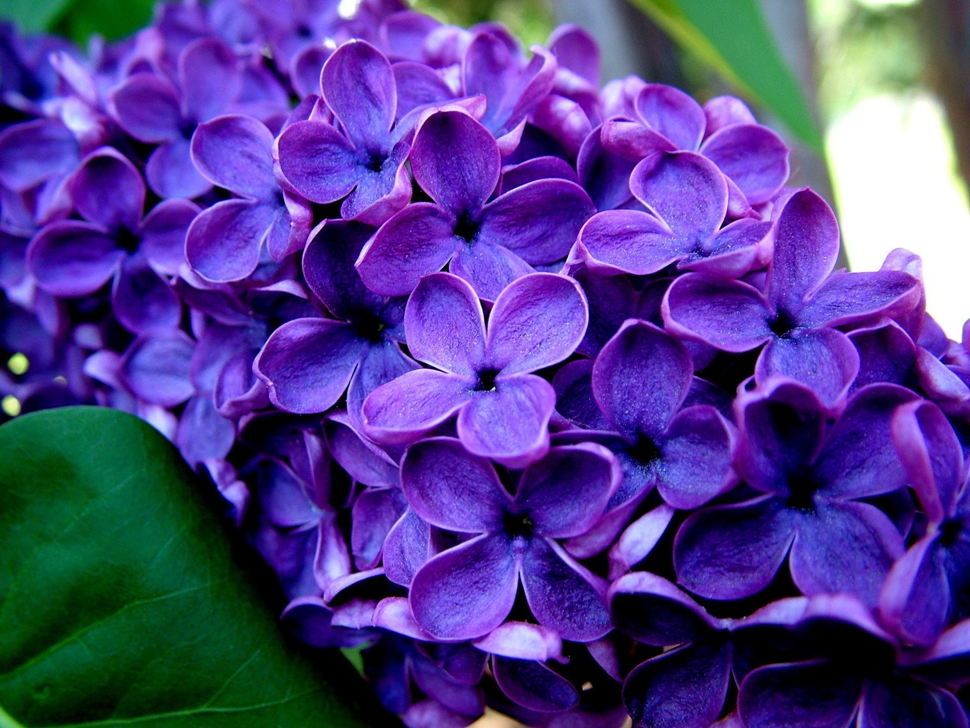 branche lilas macro