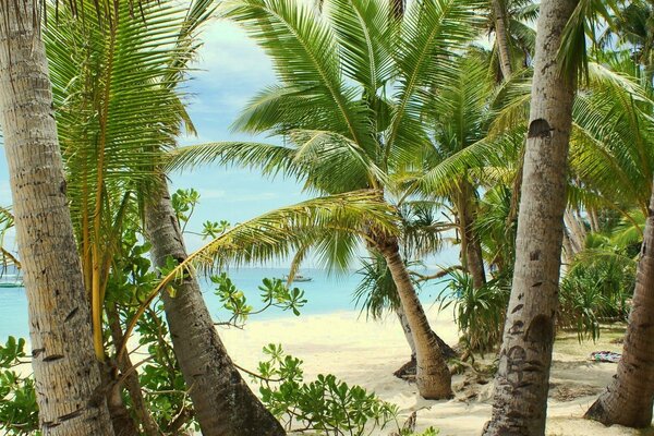 Mer et plage de sable. Palmiers