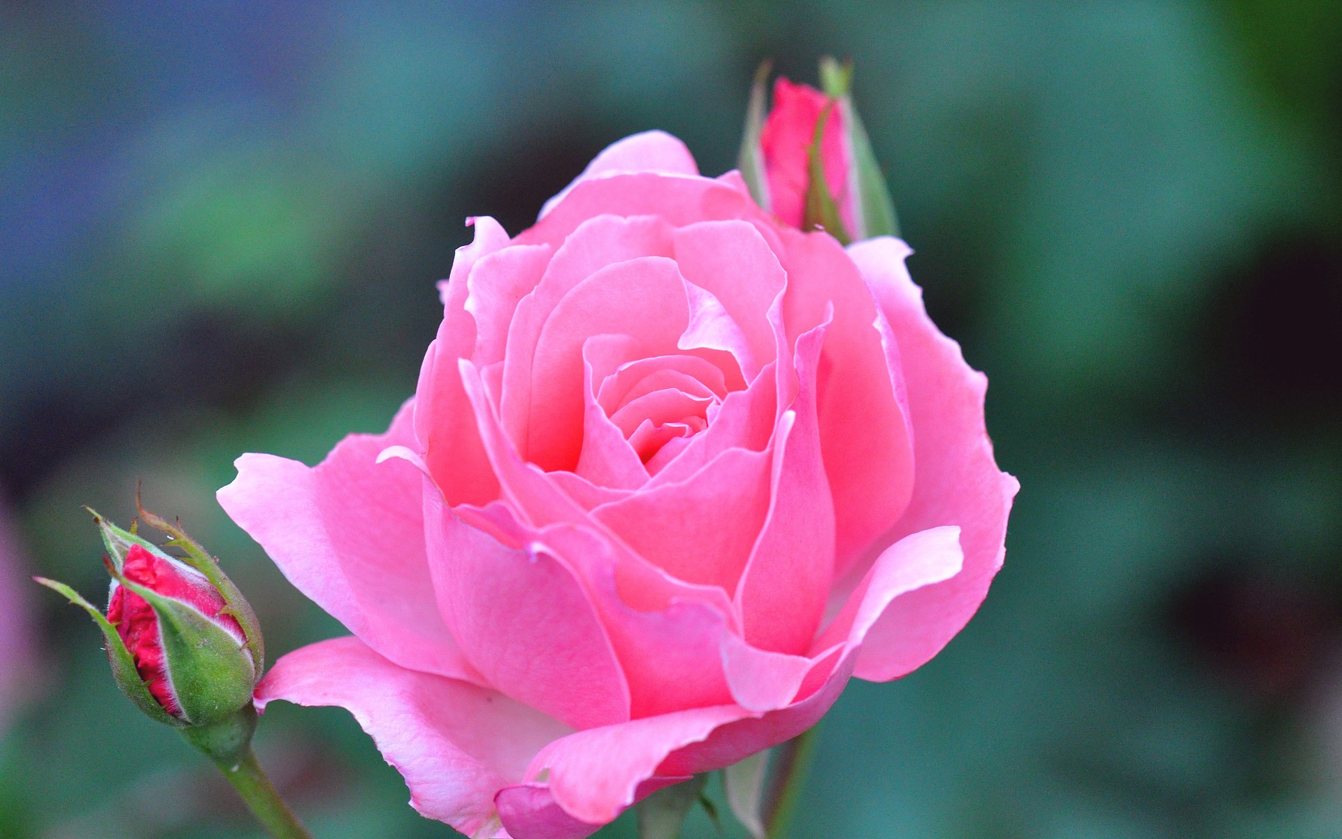 rose fleur bourgeon belle