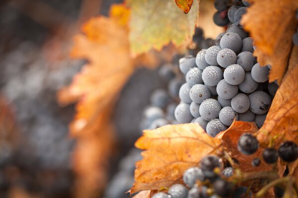 Raisins d automne recouverts de givre