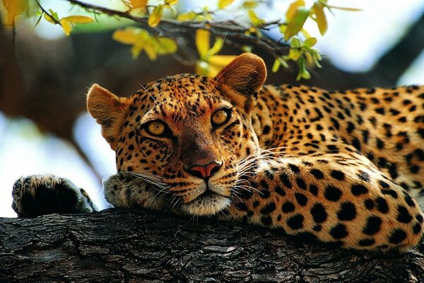 Léopard tacheté repose sur ses pattes sur un arbre