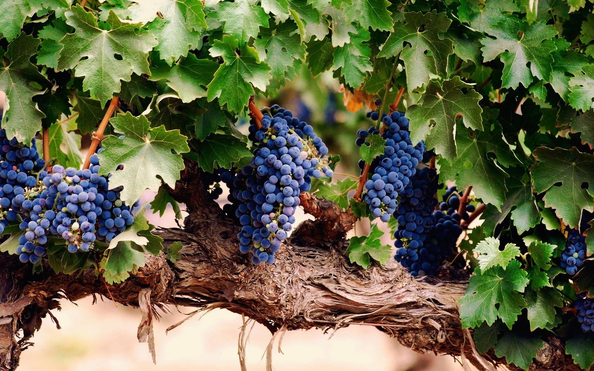 feuille raisin baies grappe brosse vigne feuillage