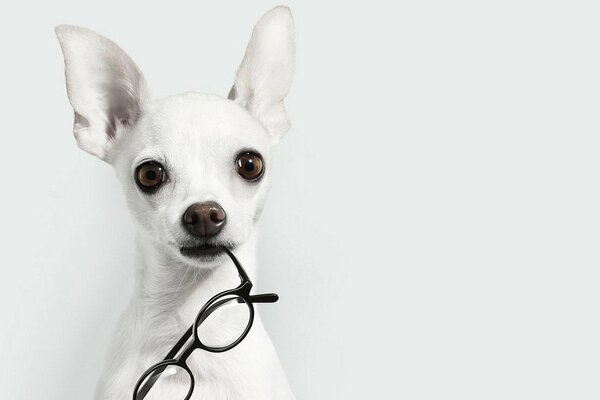Chien blanc avec des lunettes dans les dents