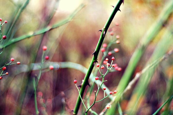Baies rouges. Prise de vue macro