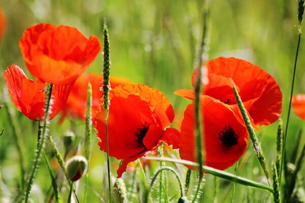 Coquelicots rouges juteux sur fond vert