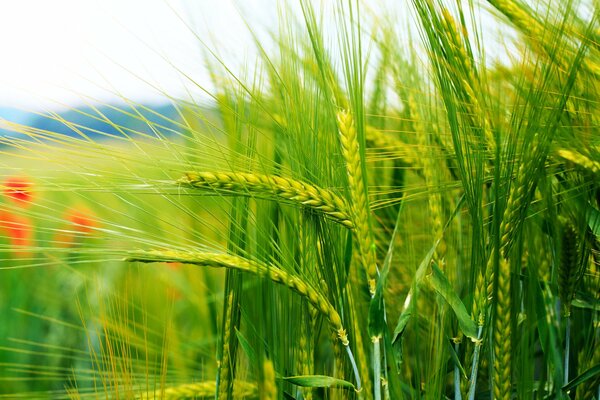 Belle vue sur les tiges de céréales épineuses