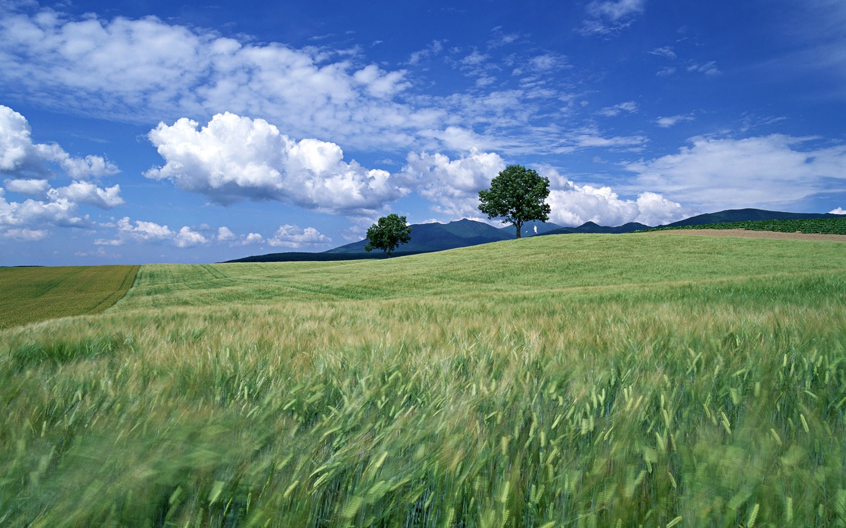 champ arbres nuages