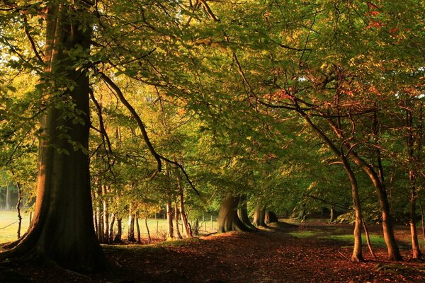 Arbres verts dans la forêt