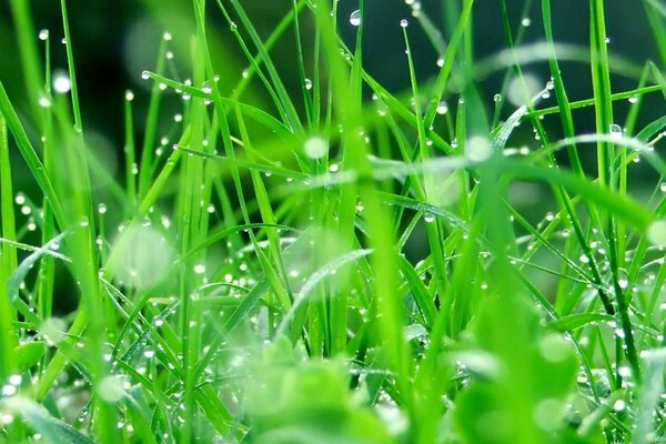 Herbe verte et rosée du matin
