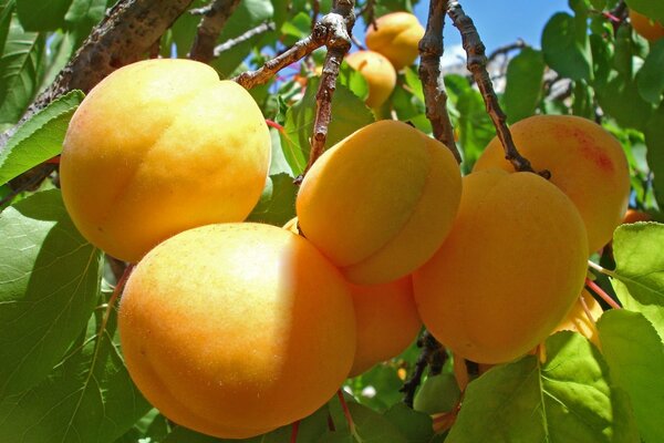 Gros abricots sur une branche avec des feuilles
