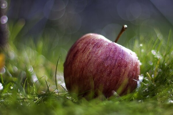 Pomme rouge sur fond d herbe humide