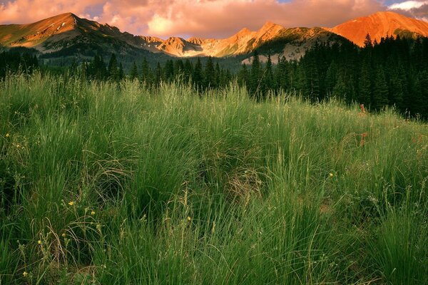 Herbe verte sur fond de montagnes