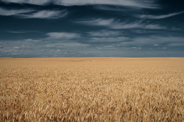 Nuages d orage sur le champ d épi