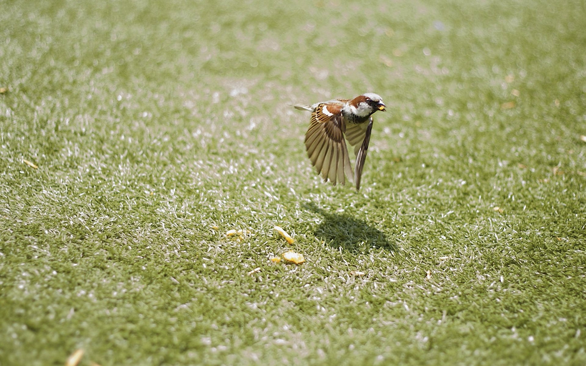 oiseau ailes vol moineau oiseau miettes mouvement