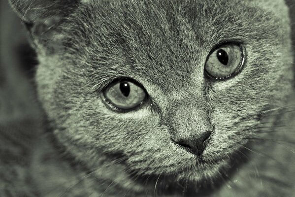 Portrait de chat fumé écossais