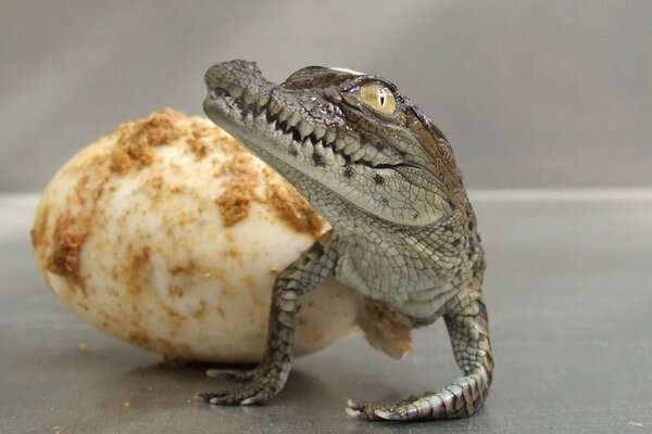 Naissance d un petit crocodile à partir d un œuf