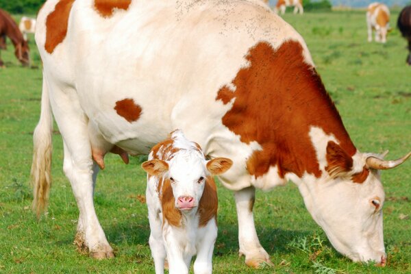 Vache avec un petit veau au pâturage
