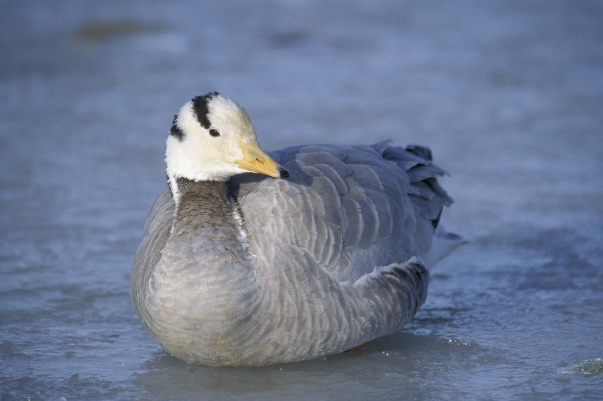 oiseaux canard plumes hiver