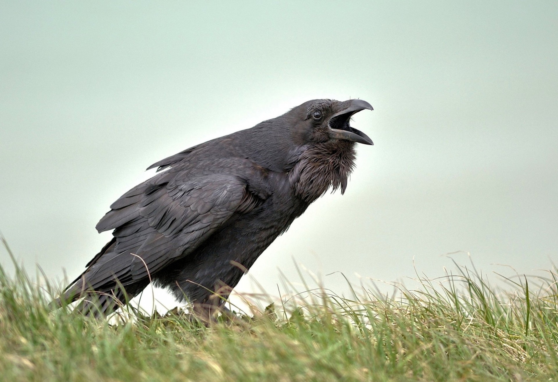 raven angleterre gb