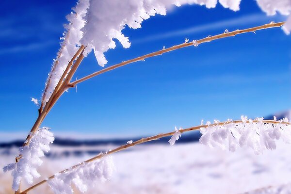 Brindilles de plantes dans la neige