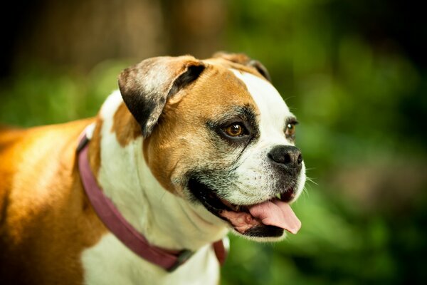 Chien roux sur fond d arbres