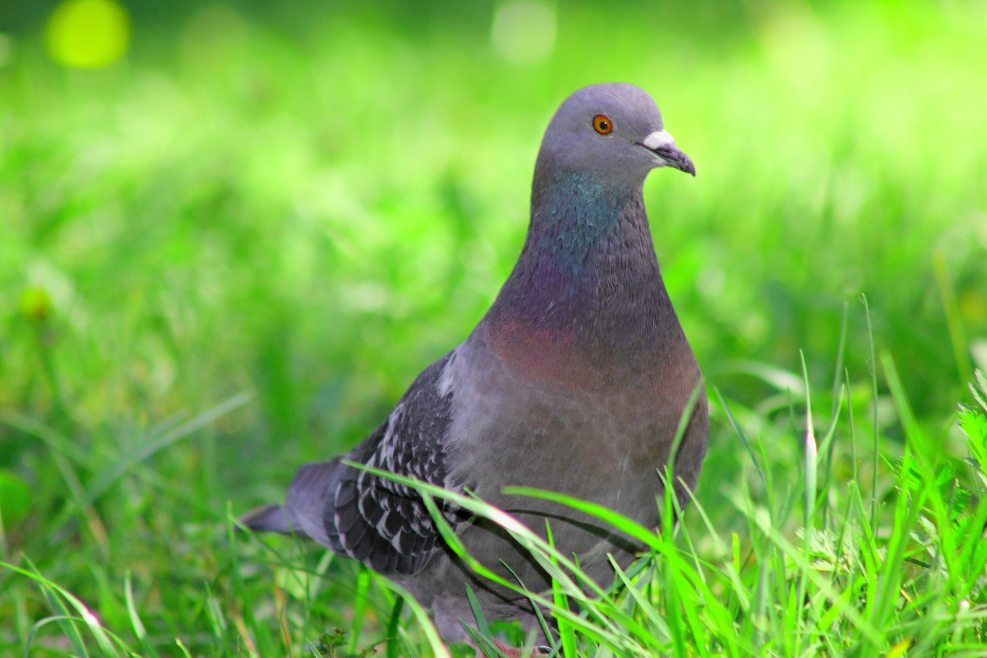 oiseaux pigeon herbe