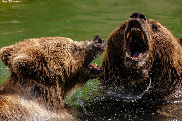 Bataille des ours bruns dans l eau
