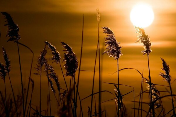 Herbe sur fond de coucher de soleil