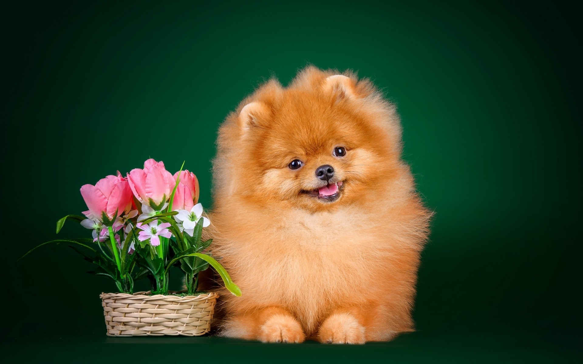 chien ami vue
