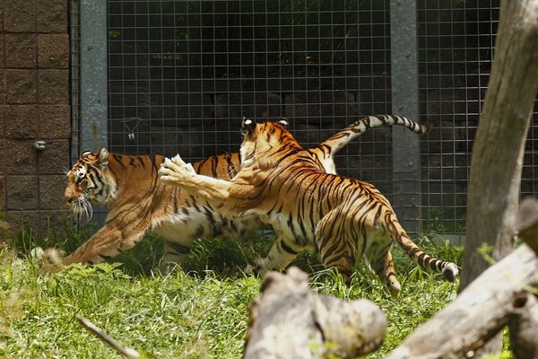 Tigres dans la ruée vers le jeu sauvage