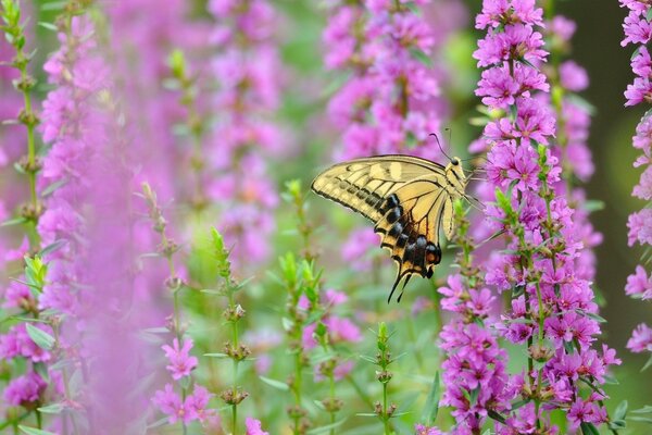 Le machaon jaune recueille le nectar sur les fleurs violettes